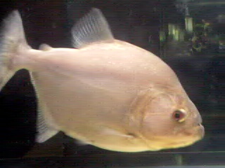 12" Rhom
