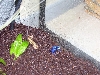 Frog 1