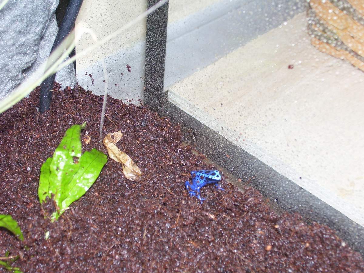Frog 1