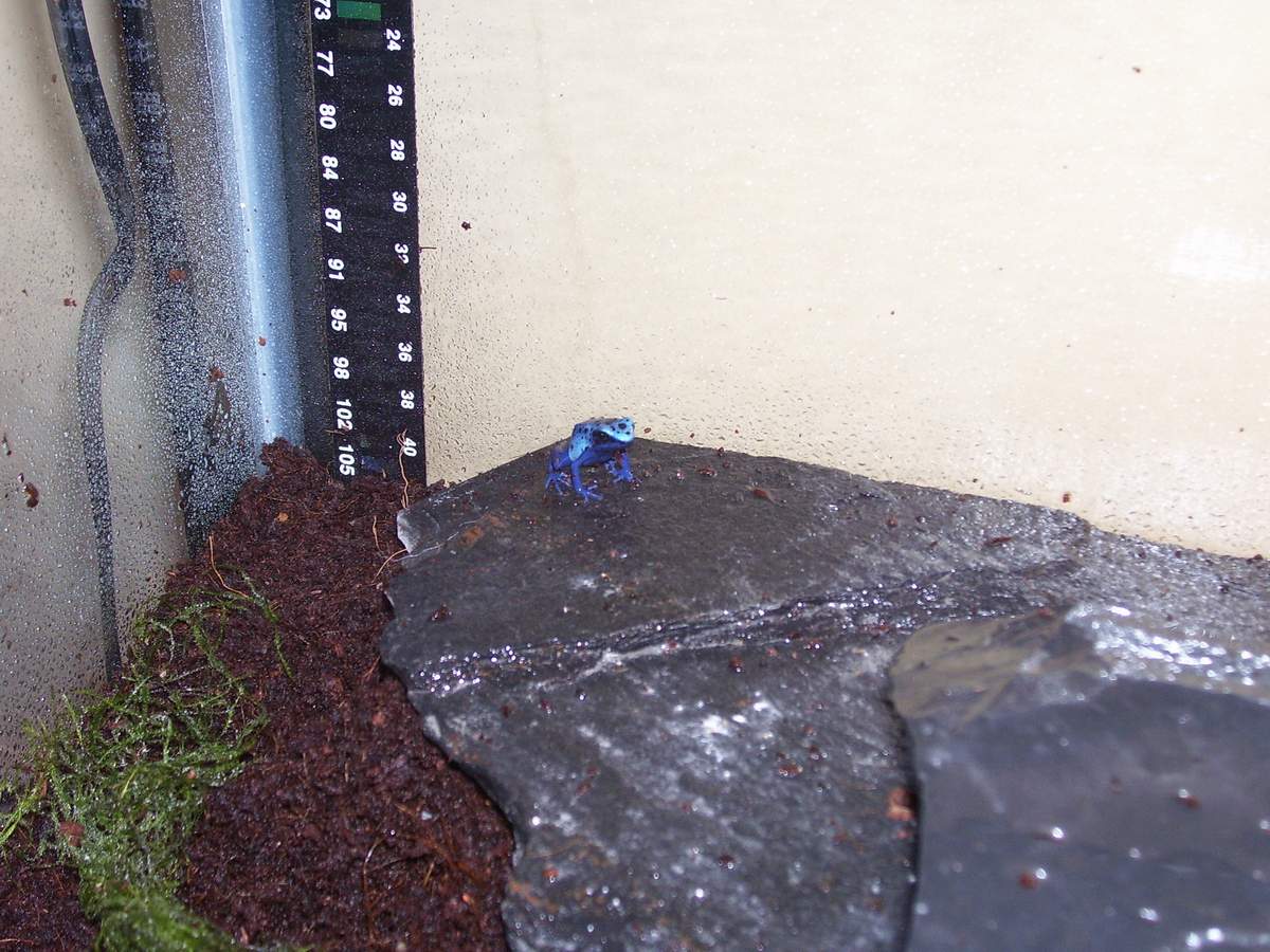 Frog 2