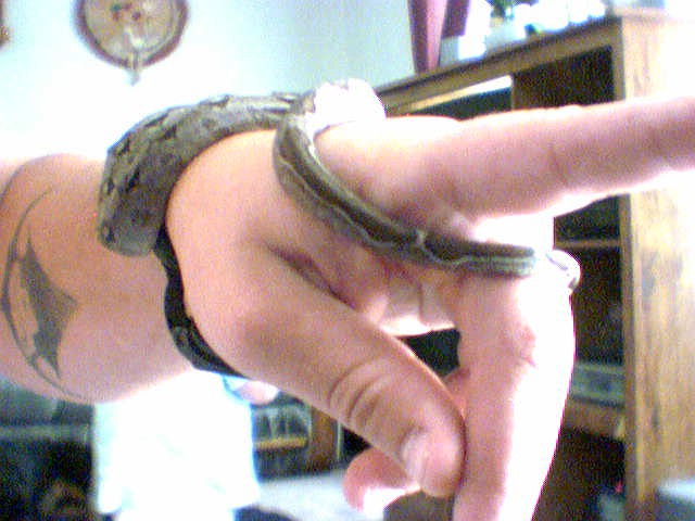 Striped Nicaraguan Boa