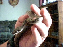 Striped Nicaraguan Boa