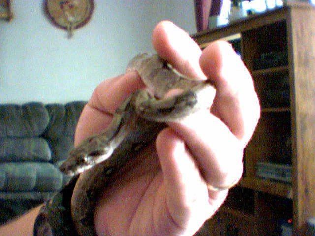 Striped Nicaraguan Boa