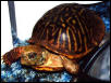 Michaelangelo (aka Mikey) the ornate boxie