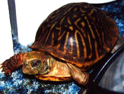 Michaelangelo (aka Mikey) the ornate boxie