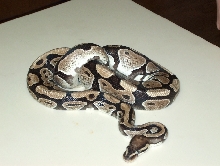 Royal Ball Python