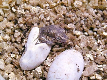 New Hatchling