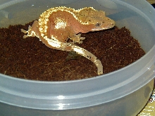 New Mom