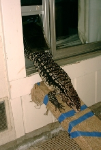 jujuy using catdoor