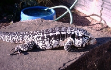 otis on rock