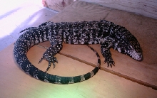 selma, rescued tegu