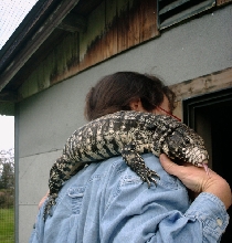 rescue tegu selma