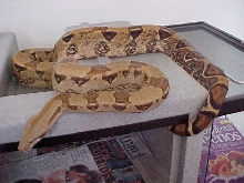 Light Tan BCI*2000*