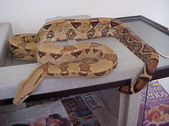 Light Tan BCI*2000*