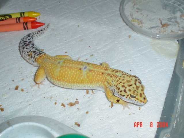 Juice,My huge 112 gram male super hypo tangerine