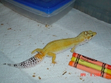 Taz,my female 81 gram super hypo carrot tail