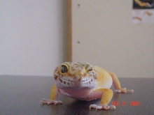 Female Winking