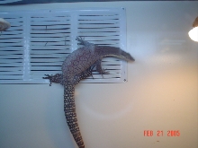 My male Kimberly Rock Monitor