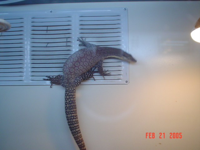 My male Kimberly Rock Monitor
