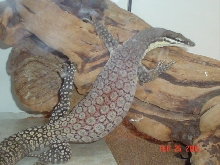 4 th Shot of Male Kimberly Rock Monitor