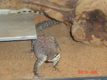 Pic of my male Kimberly Rock Monitor
