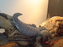 Male Kimberly Rock Monitor after eating 2 Rat Pups