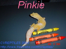 "Pinkie" My female Hybino