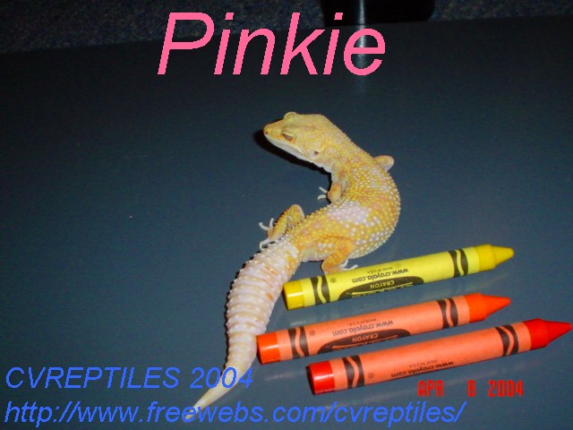 "Pinkie" My female Hybino