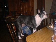 Dolly Do
