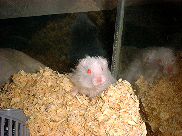 My lil devil