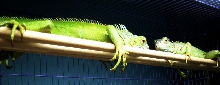 two Iguanas