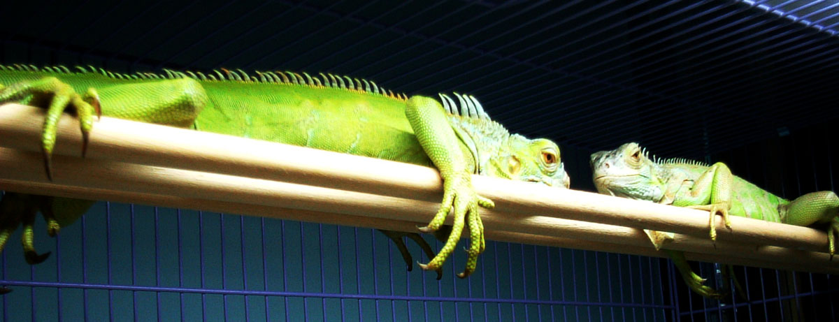two Iguanas