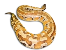 my blood python