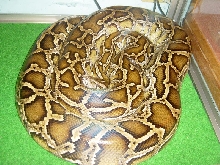 normal burmese