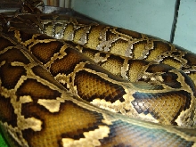 burmese