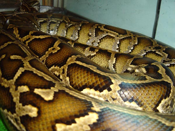 burmese