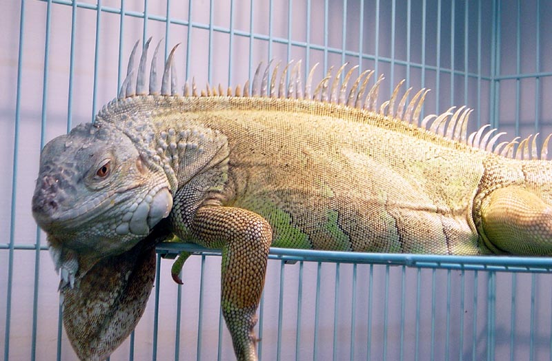 green iguana