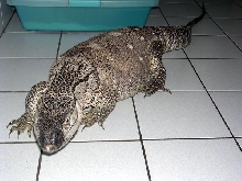 4.5 ft BT