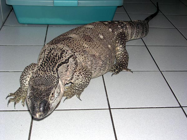 4.5 ft BT