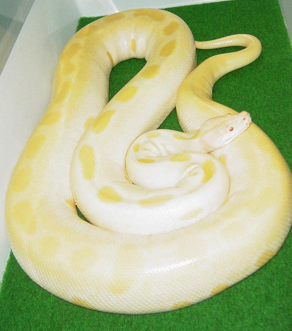 albino green