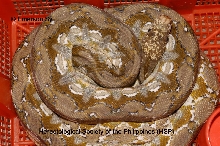 Phil. Calico Retic