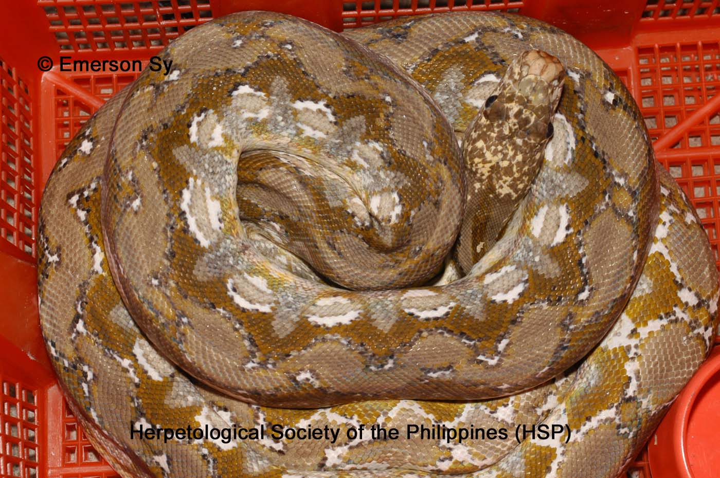 Phil. Calico Retic