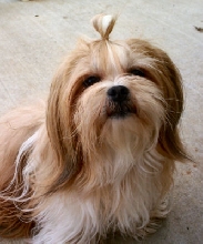 Mitsi knot