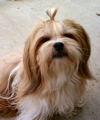 Mitsi knot