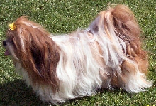 Molly
