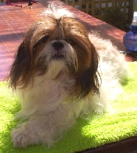 Molly