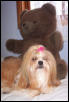 bear