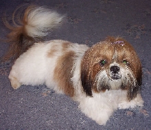 Molly's haircut