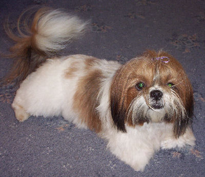 Molly's haircut