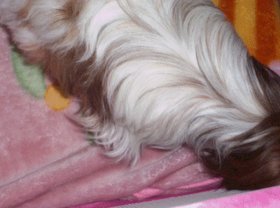 Mollycot